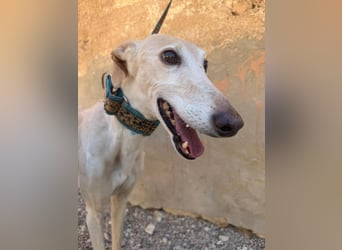 Galgo-Ömchen sucht Sofa-Platz