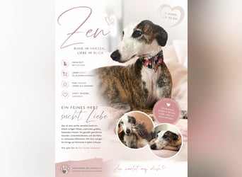 Zen - eine Prinzessin in Galgo-Gestalt