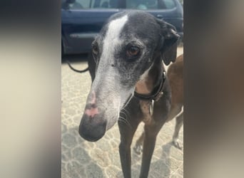 Annie - zum Verlieben süß