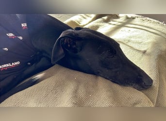 Wunderschöne Kata sucht Menschen mit Zeit