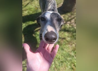 Zauberhafte Galga Lupe sucht dich!!!