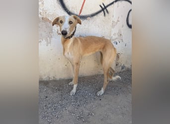 Coti sucht ihre Familie!