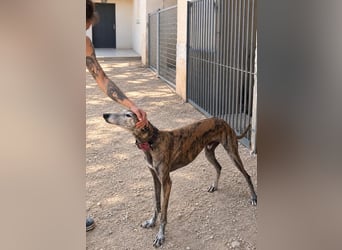 Bruno - Charming Boy ist auf der Suche