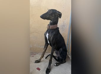 Rey - cooler Typ ist auf der Suche