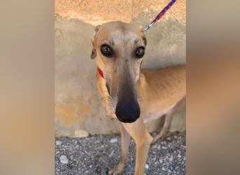 Prinz Iker sucht dich!!!