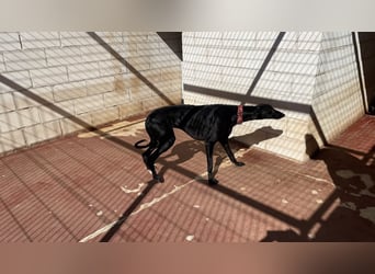 Kiwi - schwarzer Prinz sucht Zuhause