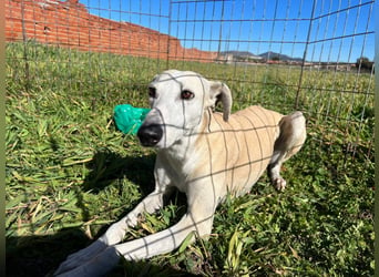 Fiona - Golden Oldie sucht warmes Körbchen