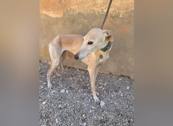 Galgo-Ömchen sucht Sofa-Platz