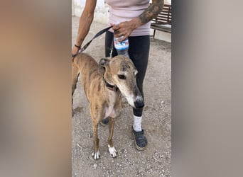 Monitor- Gute-Laune-Galgo sucht neuen Wirkungskreis