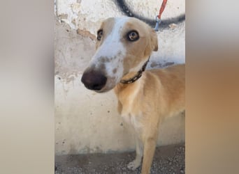 Coti sucht ihre Familie!