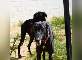 Mango - Black Beauty sucht dich