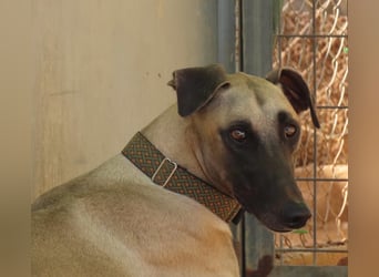 Anatol - eine Siamkatze als Galgo - einfach wunderschön!!!