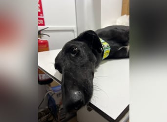 Lucio- kleiner schwarzer Panther sucht neuen Wirkungskreis