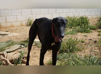 Mango - Black Beauty sucht dich