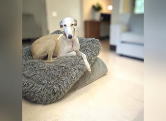 Hope - Aparte Galga im besten Alter mit einem Herz aus Gold