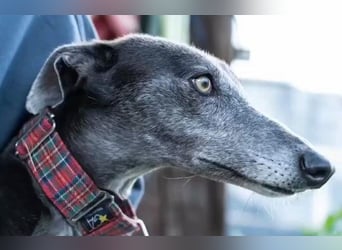 Angsthase Juana sucht ihre Menschen