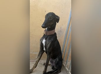 Rey - cooler Typ ist auf der Suche