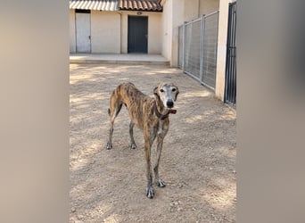 Bruno - Charming Boy ist auf der Suche