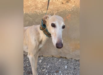 Galgo-Ömchen sucht Sofa-Platz