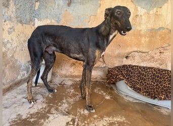 Toller Galgo-Mix Rey ist reisebereit