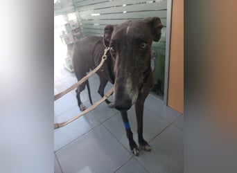 China- Rauhhaargalgo mit Flair sucht dich!!!