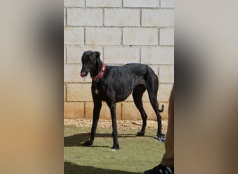 Mango - Black Beauty sucht dich