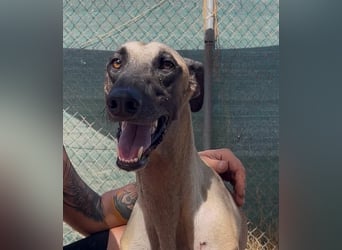 Anatol - eine Siamkatze als Galgo - einfach wunderschön!!!