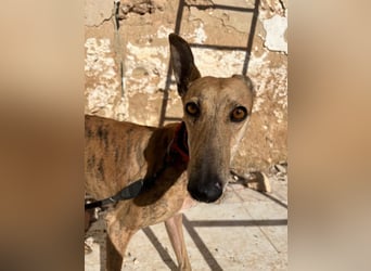Cava - edle Galga sucht ihr Königreich