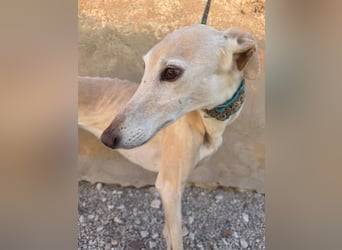 Galgo-Ömchen sucht Sofa-Platz