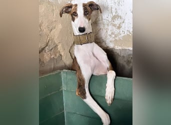 Rosita - ein Traum auf vier Pfoten