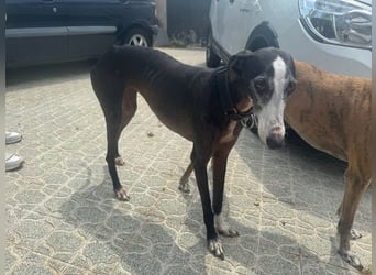 Annie - zum Verlieben süß