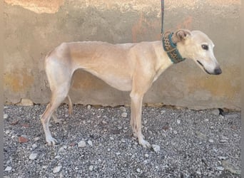 Galgo-Ömchen sucht Sofa-Platz