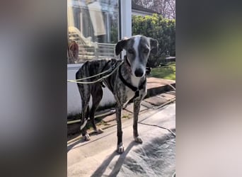 Zauberhafte Galga Lupe sucht dich!!!