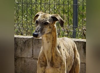 Zoro - ein Gentleman sucht seine Familie
