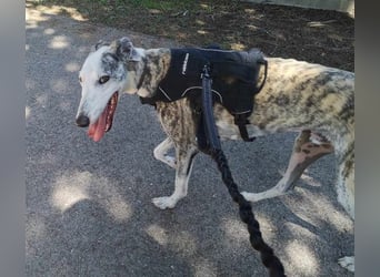 Noe sucht schon so lange!!!