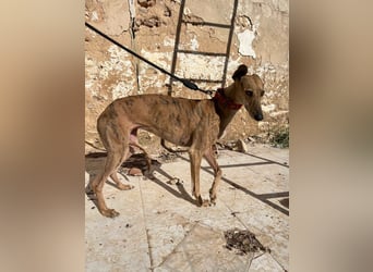 Cava - edle Galga sucht ihr Königreich