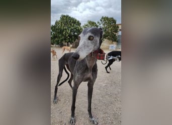 Angsthase Juana sucht ihre Menschen