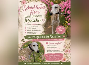 Hope - Aparte Galga im besten Alter mit einem Herz aus Gold