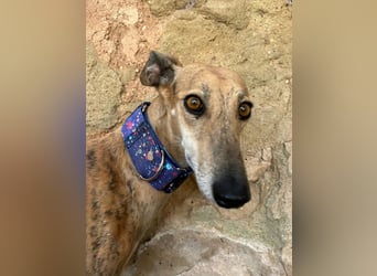 Cava - edle Galga sucht ihr Königreich