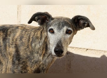 Agripina - Galgo-Ömi sucht endlich ihr Zuhause