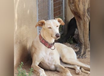 Linda - seit 3 Jahren im Tierheim!!!