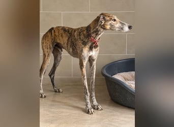 Bruno - Charming Boy ist auf der Suche