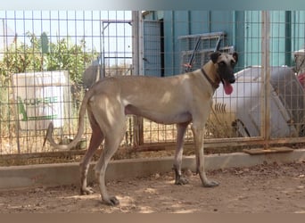 Anatol - eine Siamkatze als Galgo - einfach wunderschön!!!