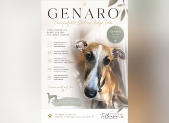 Genaro - ein Glückkeks auf 4 Beinen