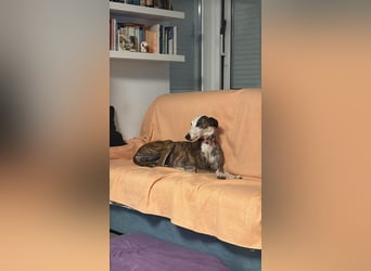 Zen - eine Prinzessin in Galgo-Gestalt