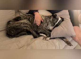 Zauberhafte Galga Lupe sucht dich!!!