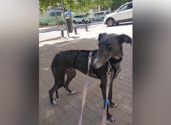 China- Rauhhaargalgo mit Flair sucht dich!!!