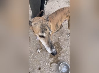 Monitor- Gute-Laune-Galgo sucht neuen Wirkungskreis