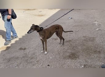 Monitor- Gute-Laune-Galgo sucht neuen Wirkungskreis