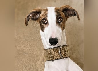 Rosita - kleiner Rohdiamant sucht dich!!!